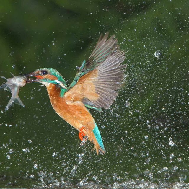natuurfotografie-vogels-birds