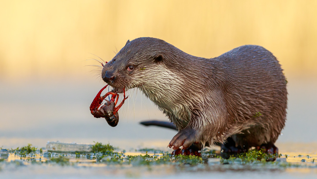 Otter met gevangen zoetwaterkreeft